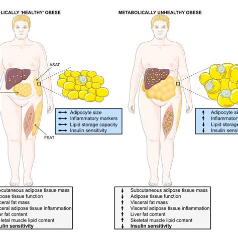 Differences in adipose tissue function and body fat distribution ...