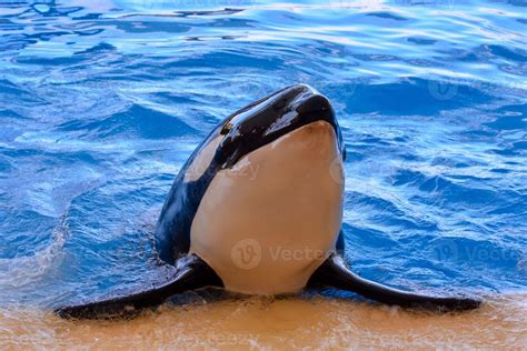 Orca whale swimming 21576835 Stock Photo at Vecteezy