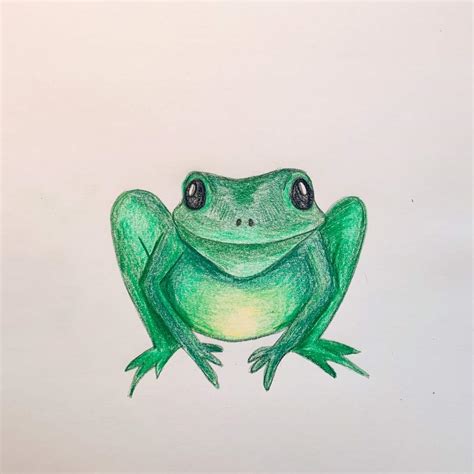 Realistic Frog Drawing