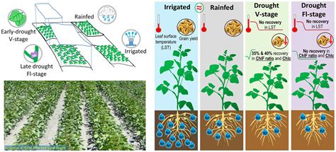 Soybean resilience to drought is supported by partial recovery of photosynthetic traits ...