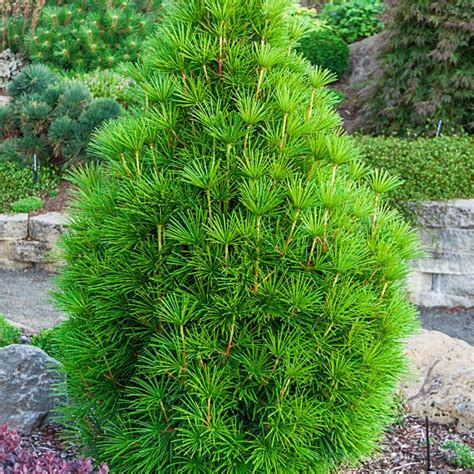 Japanese Umbrella Pine | Spring Hill Nurseries | Evergreen shrubs ...