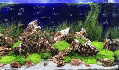 8 Freshwater Aquarium Plants - Aquatics World