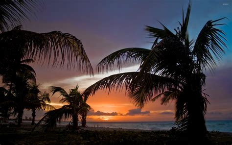 Palm trees on sunset beach wallpaper - Beach wallpapers - #43104