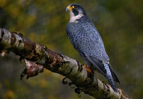 Discover the Fastest Peregrine Falcon Dive Speed on Record