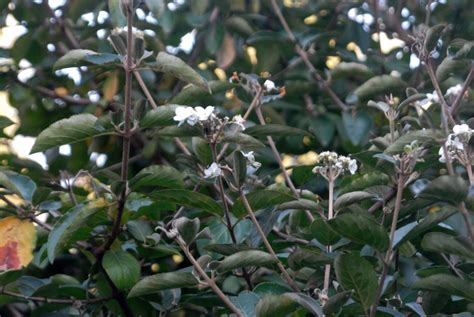 Viburnum macrocephalum (Chinese Snowball Tree, Chinese Snowball ...