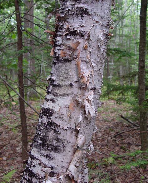 Betula papyrifera (paper birch): Go Botany