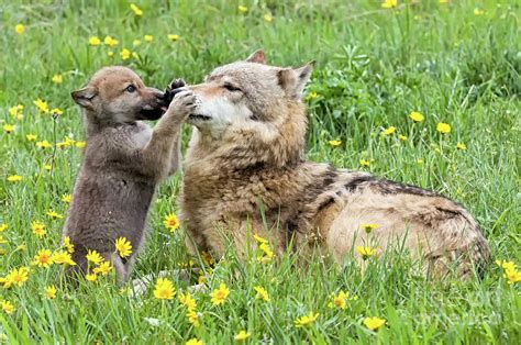 Ten Wolf Pups With Mom