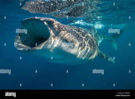 Whale shark (Rhincodon typus) mouth open filter feeding at the surface, Quintana Roo, Yucatan ...