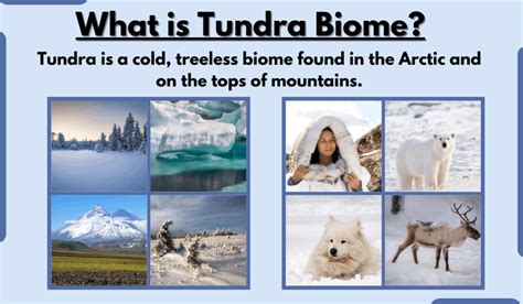 Tundra Biome-Characteristics, Types, Location, Climate, and Examples