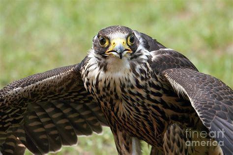 Hawk Eyes Photograph by Yvette Bielert - Fine Art America