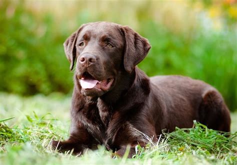 Chocolate Lab Names: A List Of 500+ Best & Most Popular Names | All Things Dogs