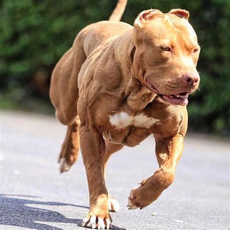 20 Dogs that Use Bully Max - Results You Have to See to Believe!