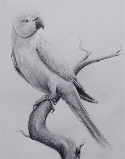 Parrot Pencil Drawing