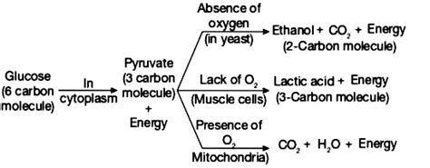 Perfect Word Equation For Anaerobic Respiration In Muscle Cells All The ...