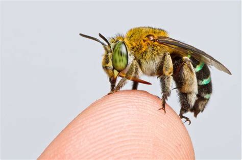 Researchers create first map of bee species around the globe