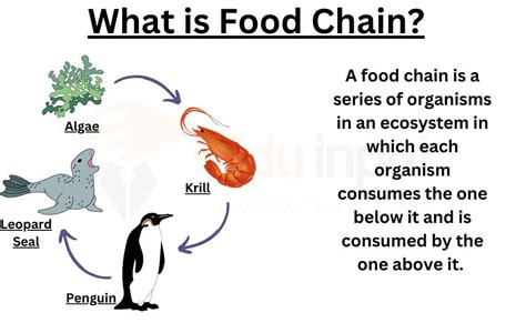 What Is Food Chain Give 5 Examples - Design Talk