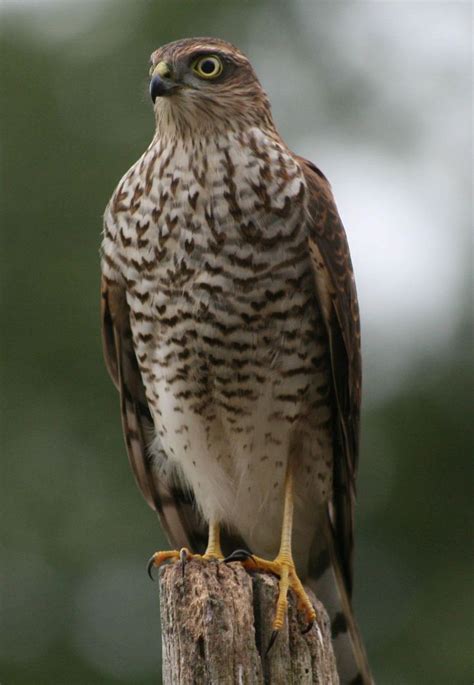 sparrow hawk bird of prey Pretty Birds, Beautiful Birds, Animals Beautiful, Bird Photography ...