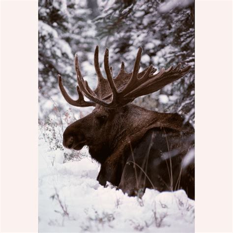 Moose In Snow | Stranger in the Woods