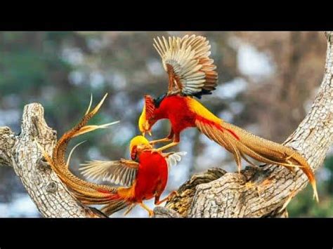 Ayam hias | Beautiful birds, Golden pheasant, Pet birds