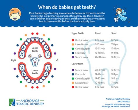 Printable Baby Teething Chart 6-12 Months until 3 years old