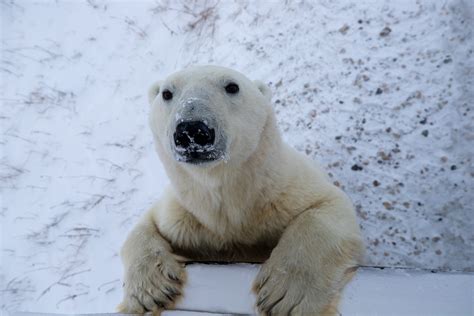 Greenland Polar Bears Live With Less Sea Ice: Climate Change