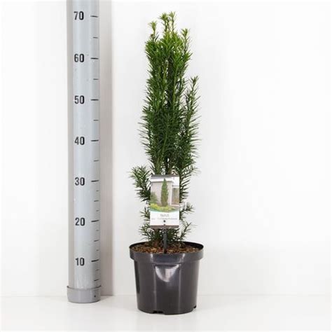 Taxus baccata 'Fastigiata Robusta' — Plant Wholesale FlorAccess