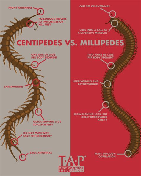 Centipedes VS. Millipedes - TAP® Pest Control Insulation - TAP® Pest Control Insulation