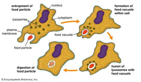 Phagocyte Structure