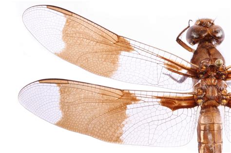 Insect wings inspire new ways to fight superbugs