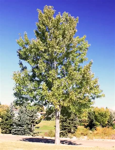 Silver Maple Tree - Forestry.com