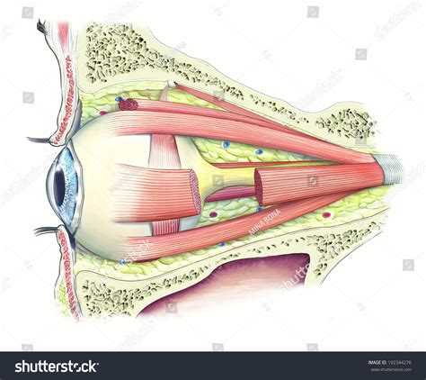 4,879 Eye Orbit Images, Stock Photos & Vectors | Shutterstock