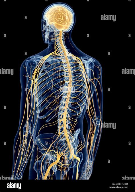 medically accurate illustration of the back nerves Stock Photo, Royalty Free Image: 89768892 - Alamy