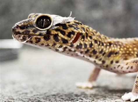 Why Isn't My Leopard Gecko Shedding (Surprising)