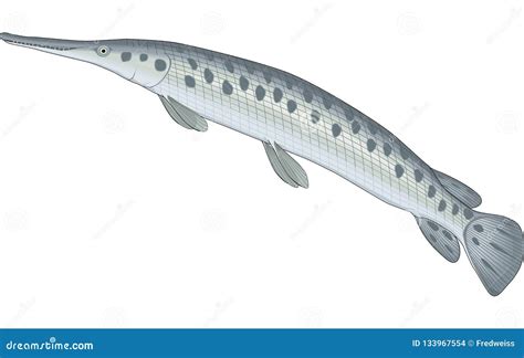 Gar Fish Illustration stock vector. Illustration of wildlife - 133967554