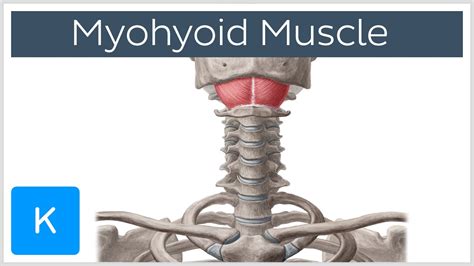 Mylohyoid Muscle - Attachments & Function - Human Anatomy | Kenhub | 최신 mylohyoid muscle 뉴스 ...