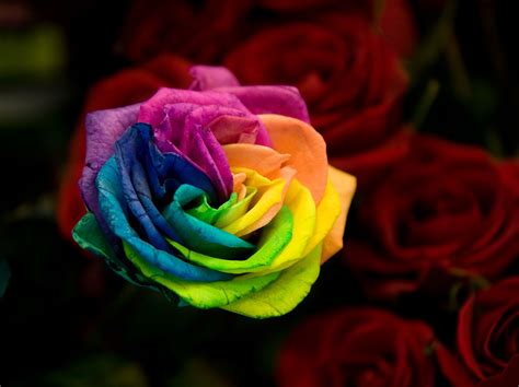 How to Make a Real Rainbow Rose