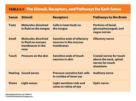 Sensory Receptors Path to Brain ~ AP Psychology