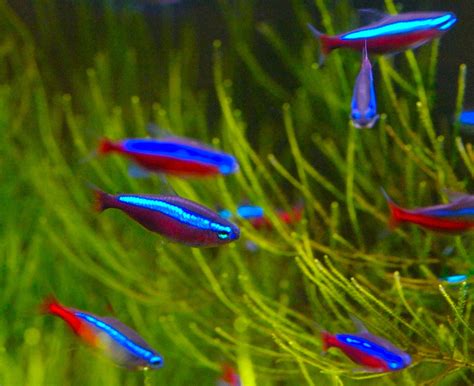 Neon Tetra Fish Facts, Care, Disease, Breeding, Tank Mates, Pictures