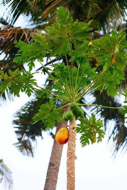 Premium Photo | A mango tree with a leaf in the foreground and a green ...