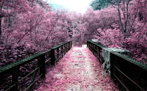 Pink Nature Wallpaper - WallpaperSafari