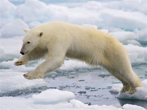 Climate Change and the Arctic - Marine Mammal Commission