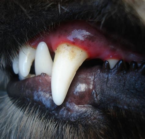 How To Help Dogs With Gingivitis