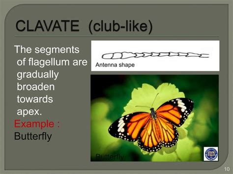 Types of antenna of insects | PPT