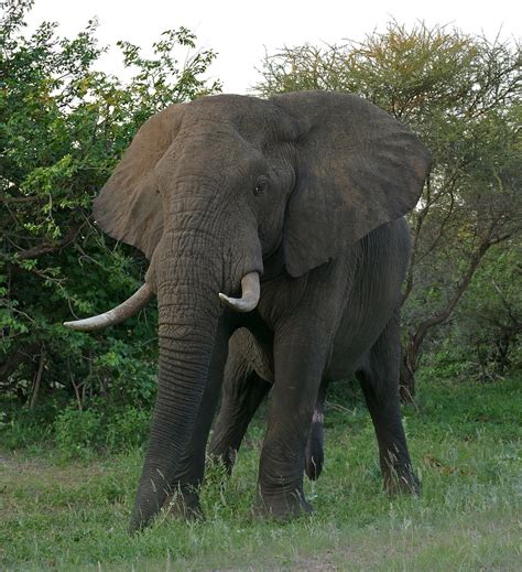 African bush elephant - Wikipedia