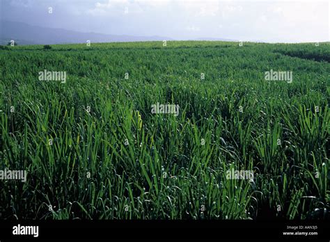 Hawaii sugar plantation hi-res stock photography and images - Alamy