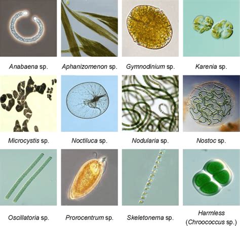 The types of harmful and harmless phytoplankton used in this work. The... | Download Scientific ...