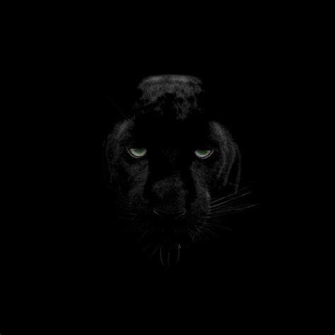 Black Panther Eyes Wallpapers - Top Free Black Panther Eyes Backgrounds - WallpaperAccess