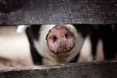 Pig Poo Fuels a Revolution in Renewable Energy - Live In Tomorrow