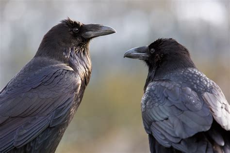 Common Raven - Gates Of The Arctic National Park & Preserve (U.S. National Park Service)