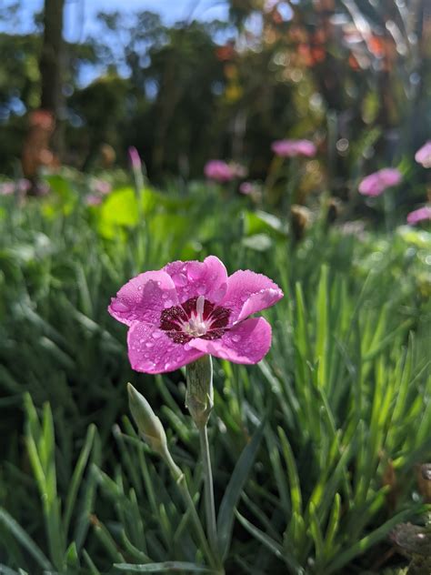 Pink Tulips in the Garden · Free Stock Photo